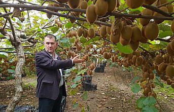 Çarşamba Ovası'nda kivi üretimi