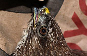 Düzce'de yaralı bulunan şahin tedaviye alındı