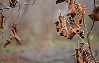 Fındık fiyatı, üreticileri bahçelerine yönlendirdi