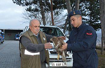 Havza'da jandarma yaralı şahine sahip çıktı