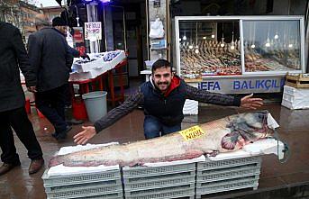 Kastamonu'da 2 metrelik yayın balığı yakalandı