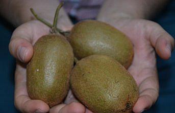 Kividen Ordu ekonomisine 30 milyon liralık katkı