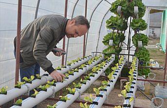 Kurduğu serada topraksız tarımla marul yetiştiriyor