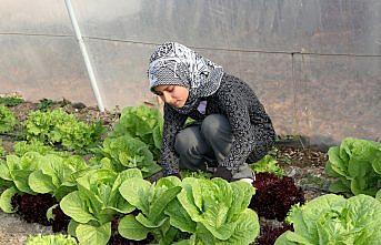 Öğrencilerin serada yetiştirdiği sebzeler okulun mutfağında tüketiliyor