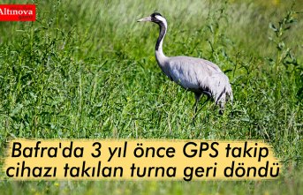 Samsun'da 3 yıl önce GPS takip cihazı takılan turna geri döndü