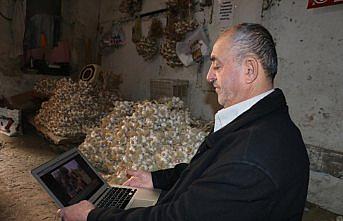 Taşköprülü sarımsak üreticileri AA'nın 