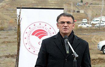 Tokat'ta bin ceviz fidanı toprakla buluşturuldu