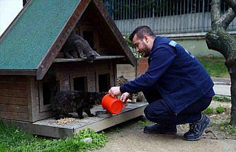 Bağcılar Belediyesinden sokak hayvanlarına yiyecek