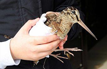 Çocuğun dikkati sayesinde yaralı bulunan çulluk tedavi altına alındı
