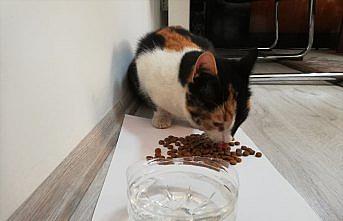 Karabük'te köprü ayağında mahsur kalan kedi yavrusu kurtarıldı