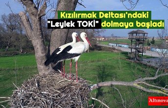 Kızılırmak Deltası'ndaki "Leylek TOKİ" dolmaya başladı