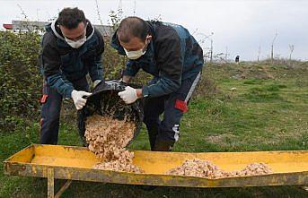 Samsun'da sokak hayvanlarına mama desteği