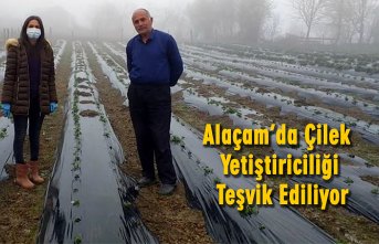 Alaçam’da Çilek Yetiştiriciliği Teşvik Ediliyor
