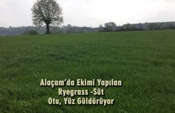 Alaçam’da Ekimi Yapılan Ryegrass -Süt Otu, Yüz Güldürüyor