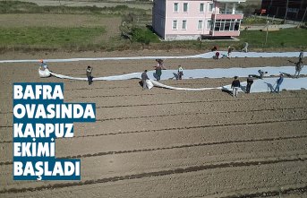 Bafra Ovası'nda karpuz ekimi başladı