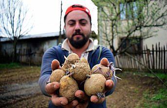 Batı Karadeniz'de patates ekimine başlandı