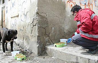 Bayburt'ta sokak hayvanlarına yem desteği