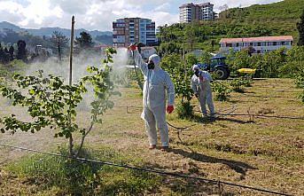 Fındık üreticilerine hastalık ve zararlılara karşı zirai mücadele çağrısı