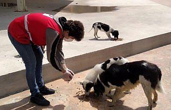 Genç Kızılay gönüllüleri sokak hayvanlarına mama verdi