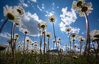 Giresun'da baharla canlanan doğa görenleri büyülüyor