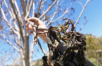 Kastamonu'da yaşanan don ceviz ağaçlarına zarar verdi