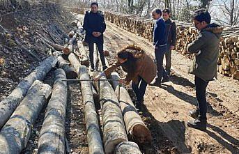 Mudurnu ormanlarında damga çalışmaları başladı