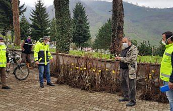 Ordu'da üreticiler, fındığın yanında kestaneyle ek gelir sağlayacak
