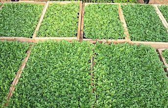 Safranbolu'da çiçekler toprakla buluştu