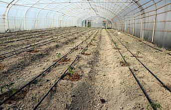 Safranbolu'nun yerli domatesi 