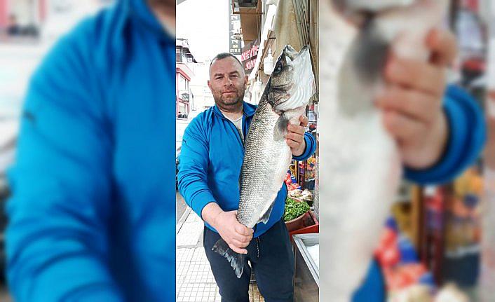 Sinop'ta balıkçılara 8 kiloluk levrek sürprizi