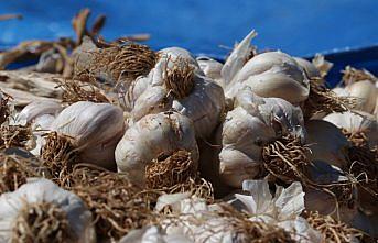Taşköprü sarımsağının kilogram fiyatı 55 liraya ulaştı