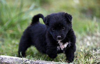 Tek patisi olmayan yavru köpeğe ailece özenle bakıyorlar