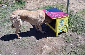 Trabzon'da sokak hayvanları için 61 noktaya mama istasyonu yerleştirildi