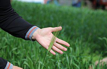 Artvin’de buğday tarımı yerel tohumla  canlanacak