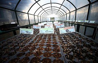 Ata tohumları toprakla buluşuyor