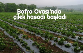 Bafra Ovası'nda çilek hasadı başladı