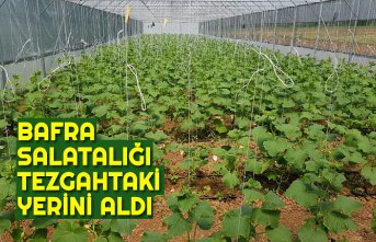 BAFRA SALATALIĞI TEZGAHTAKİ YERİNİ ALDI
