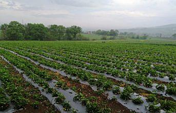 Bafra Ovası'nda çilek hasadı başladı
