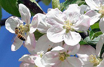 Bayburt'ta arıcılar bal mesaisinde