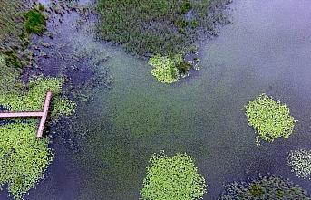 Efteni Kuş Cenneti doğaseverlerle bulaşmayı bekliyor