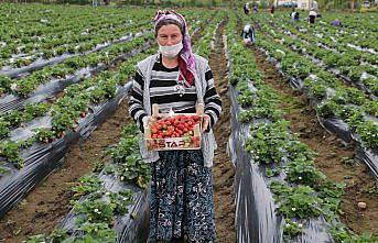 Fındık diyarı Ordu'da çilek hasadı başladı