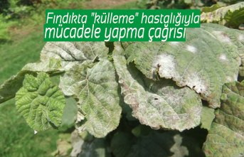 Fındıkta "külleme" hastalığıyla mücadele yapma çağrısı