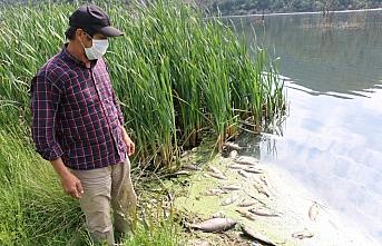 Göynük'te baraj gölündeki toplu balık ölümlerine ilişkin inceleme