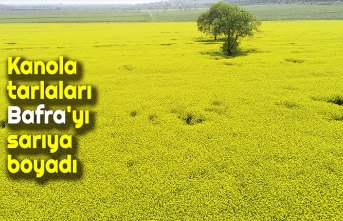Kanola tarlaları Bafra'yı sarıya boyadı