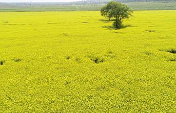 Kanola tarlaları Samsun'u sarıya boyadı