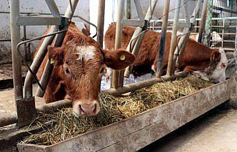 Karabüklü üretici süt üretimini yaklaşık iki katına çıkardı