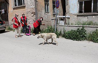 Kastamonu'da Türk Kızılay ekipleri sokak sokak gezerek hayvanları besledi