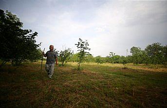 Kaybolan hayvanlarını drone ile arıyorlar