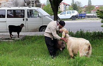 Keçilerini minibüsle gezdirip, omzunda taşıyor