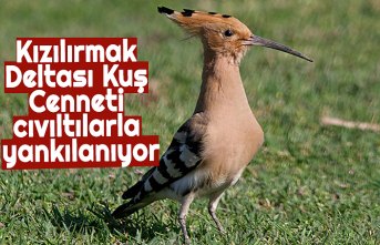 Kızılırmak Deltası Kuş Cenneti cıvıltılarla yankılanıyor